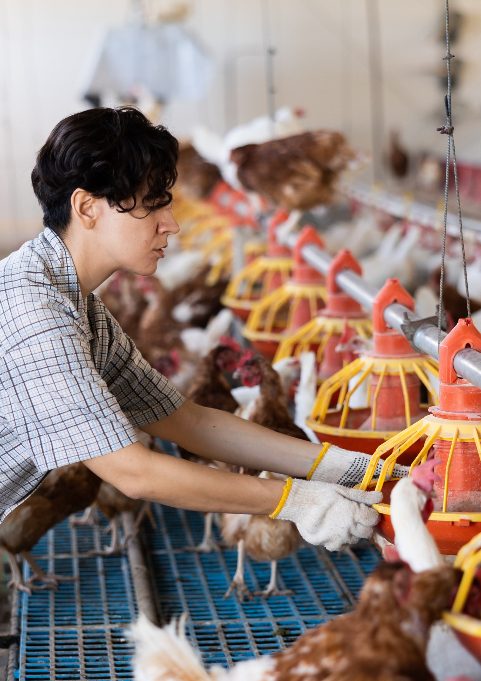 The Role of Organic Acids and Medium Chain Fatty Acids in Poultry Health and Performance